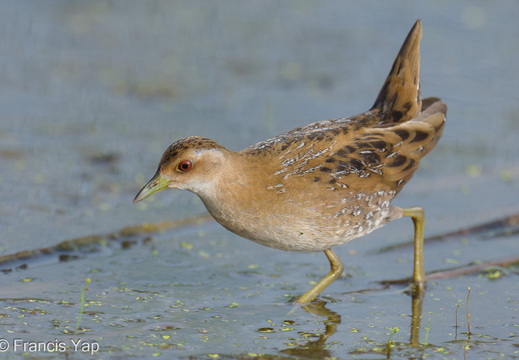 Baillon's Crake
