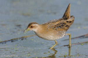 Baillon's Crake-251226-146FRYAP-FYA01375-W.jpg