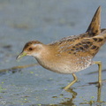 Baillons_Crake-251226-146FRYAP-FYA01375-W.jpg