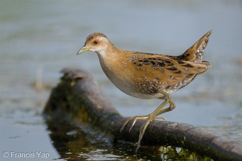 Baillons_Crake-251226-146FRYAP-FYA01551-W.jpg