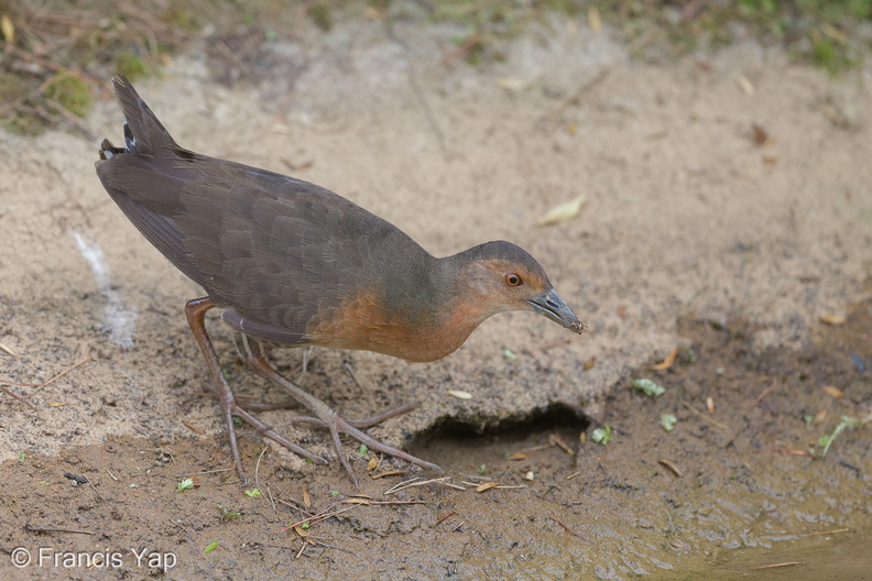Band-bellied_Crake-140301-114EOS1D-FY1X6520-W.jpg