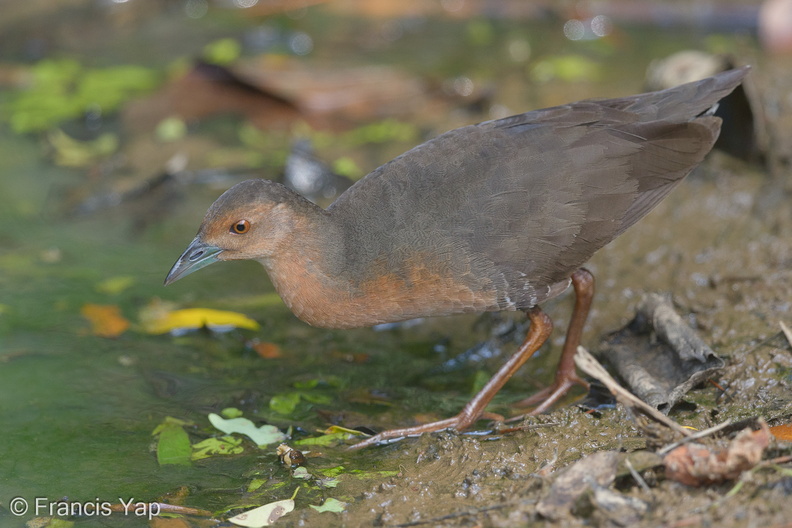 Band-bellied_Crake-140302-114EOS1D-FY1X6984-W.jpg