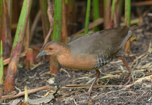 Band-bellied Crake - display this album Band-bellied Crake