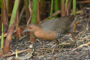 Band-bellied Crake-180128-107ND500-FYP_7243-W.jpg