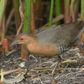 Band-bellied_Crake-180128-107ND500-FYP_7243-W.jpg
