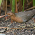 Band-bellied_Crake-180128-107ND500-FYP_7436-W.jpg