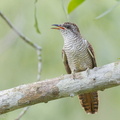 Banded_Bay_Cuckoo-110522-102EOS1D-FYAP9489-W.jpg