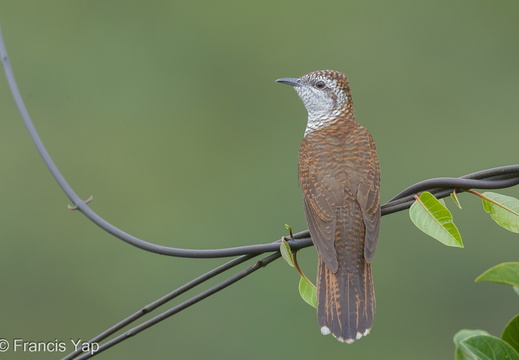 Banded Bay Cuckoo - display this album Banded Bay Cuckoo
