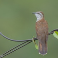 Banded_Bay_Cuckoo-140115-112EOS1D-FY1X8583-W.jpg