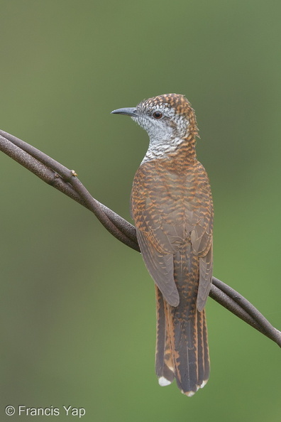 Banded_Bay_Cuckoo-140115-112EOS1D-FY1X9093-W.jpg