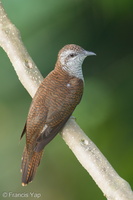 Banded Bay Cuckoo-221001-155MSDCF-FYP02494-W.jpg