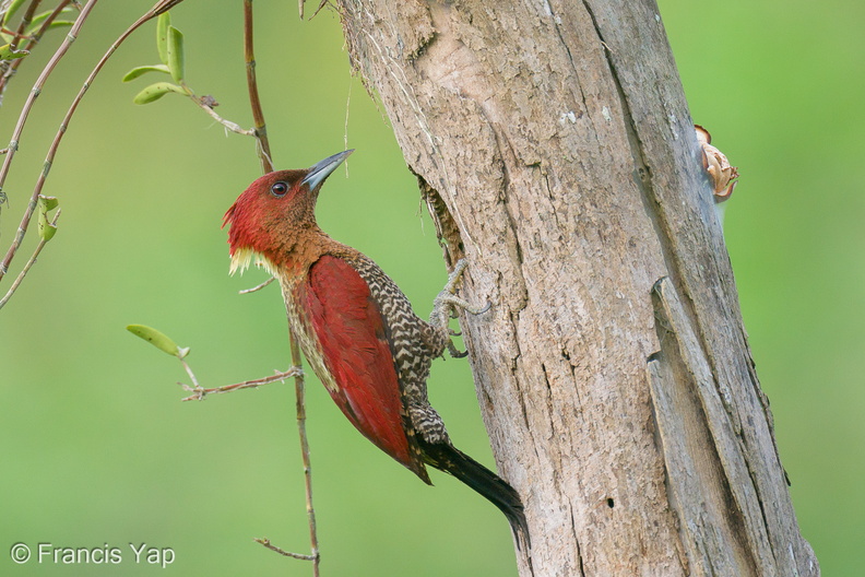 Banded_Woodpecker-210206-130MSDCF-FYP01776-W.jpg