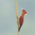 Banded_Woodpecker-250115-254MSDCF-FYP06270-W.jpg