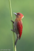 Banded Woodpecker-260306-159FRYAP-FYA06420-W.jpg