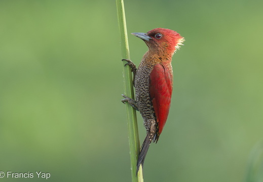 Banded Woodpecker