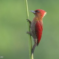 Banded_Woodpecker-260306-159FRYAP-FYA06636-W.jpg