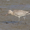 Bar-tailed_Godwit-121016-102EOS1D-FY1X7579-W.jpg