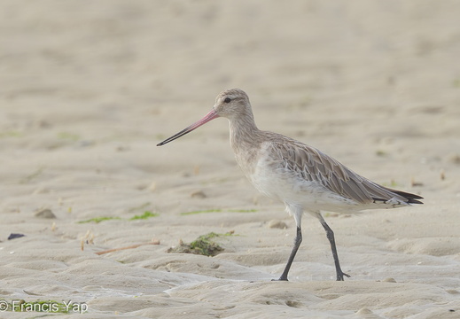 Bar-tailed Godwit - display this album Bar-tailed Godwit