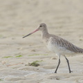 Bar-tailed_Godwit-170924-113EOS1D-F1X20557-W.jpg