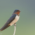 Barn_Swallow-160208-102EOS5D-FY5S1513-W.jpg