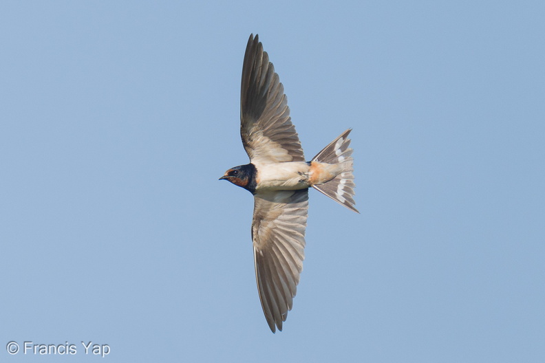 Barn_Swallow-251101-129FRYAP-FYA00297-W.jpg
