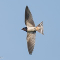 Barn_Swallow-251101-129FRYAP-FYA00297-W.jpg