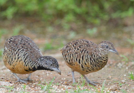 Barred Buttonquail - display this album Barred Buttonquail