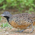 Barred_Buttonquail-160803-102EOS1D-F1X29328-W.jpg