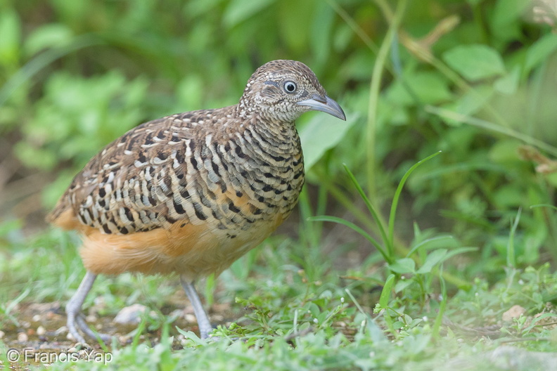 Barred_Buttonquail-160829-103EOS1D-F1X29773-W.jpg