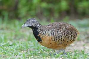 Barred Buttonquail-160829-103EOS1D-F1X29984-W.jpg