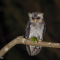 Barred_Eagle-Owl-180816-117EOS1D-F1X23458-W.jpg