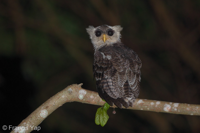 Barred_Eagle-Owl-180816-117EOS1D-F1X23484-W.jpg
