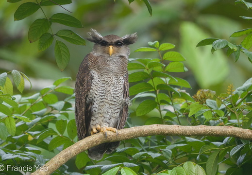 Barred Eagle-Owl - display this album Barred Eagle-Owl