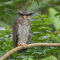 Barred_Eagle-Owl-180829-117EOS1D-F1X24284-W.jpg