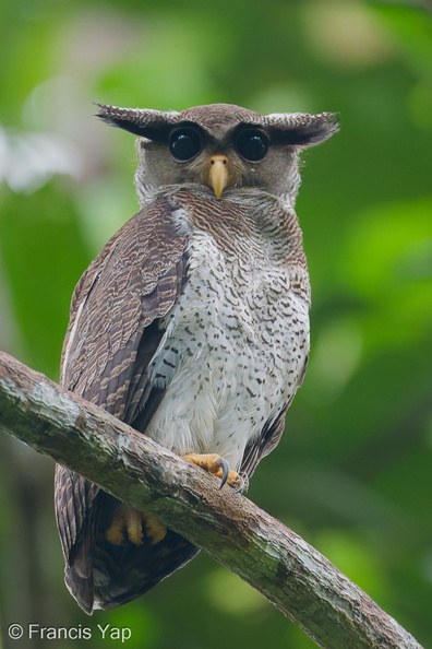 Barred_Eagle-Owl-210106-129MSDCF-FYP02415-W.jpg