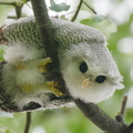 Barred_Eagle-Owl-210407-106MSDCF-FRY09572-W.jpg