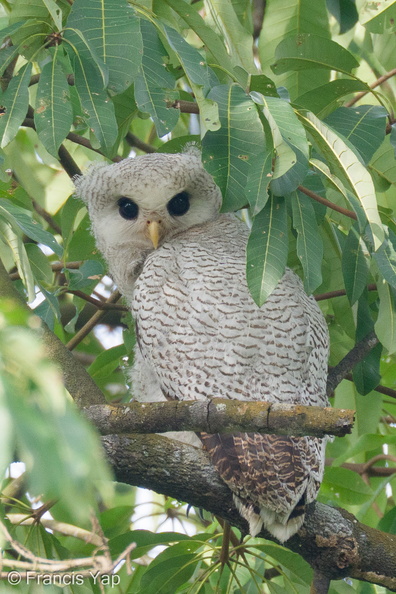 Barred_Eagle-Owl-210419-107MSDCF-FRY09938-W.jpg