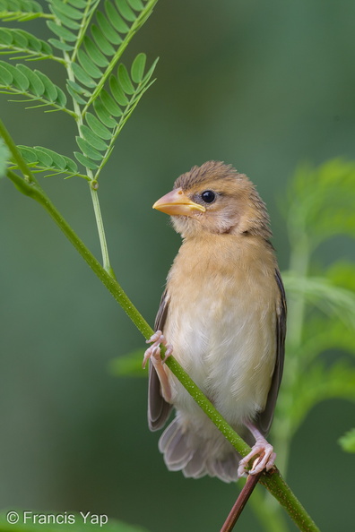 Baya_Weaver-140810-117EOS1D-FY1X8555-W.jpg
