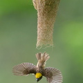 Baya_Weaver-240526-229MSDCF-FYP01895-W.jpg