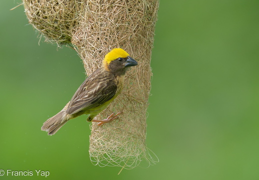 Baya Weaver - display this album Baya Weaver