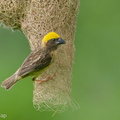 Baya_Weaver-240526-229MSDCF-FYP06767-W.jpg