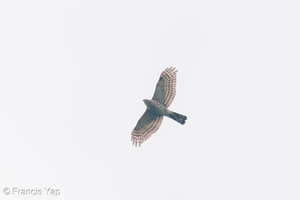 Besra-191018-101MSDCF-FYP02032-W.jpg