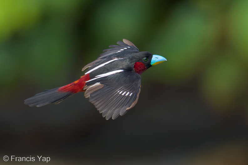 Black-and-red_Broadbill-230604-206MSDCF-FYP02275-W.jpg