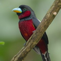 Black-and-red_Broadbill-240425-226MSDCF-FYP00740-W.jpg