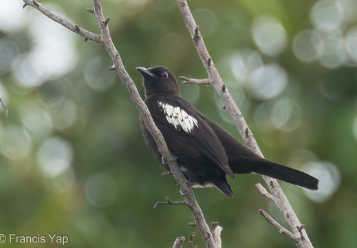 Black-and-white Bulbul - display this album Black-and-white Bulbul