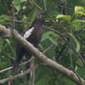 Black-and-white_Bulbul-220504-147MSDCF-FRY08029-W.jpg