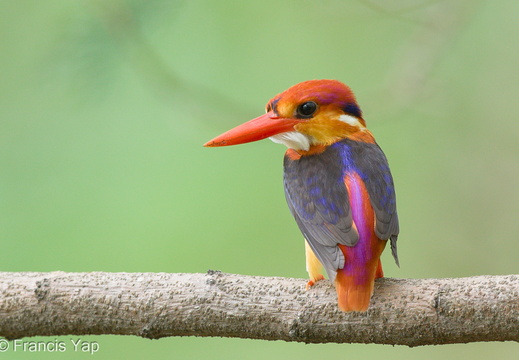 Black-backed Dwarf Kingfisher - display this album Black-backed Dwarf Kingfisher