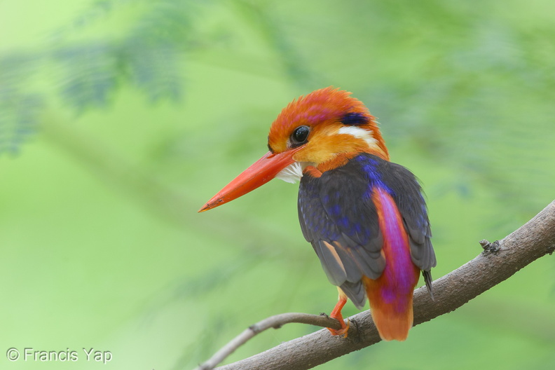 Black-backed_Dwarf_Kingfisher-161023-106EOS1D-F1X21226-W.jpg