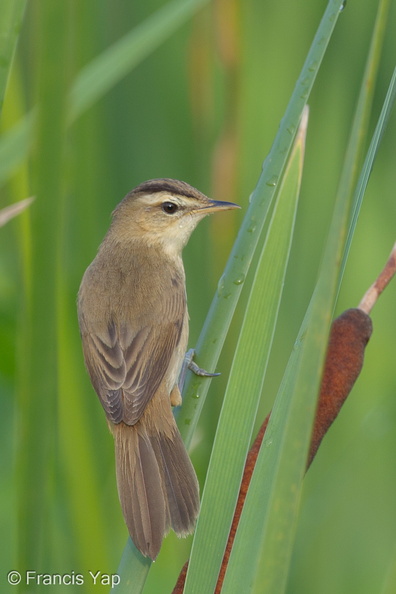 Black-browed_Reed_Warbler-120123-107EOS1D-FYAP5894-W.jpg