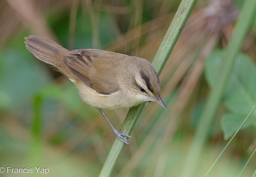 Black-browed Reed Warbler - display this album Black-browed Reed Warbler